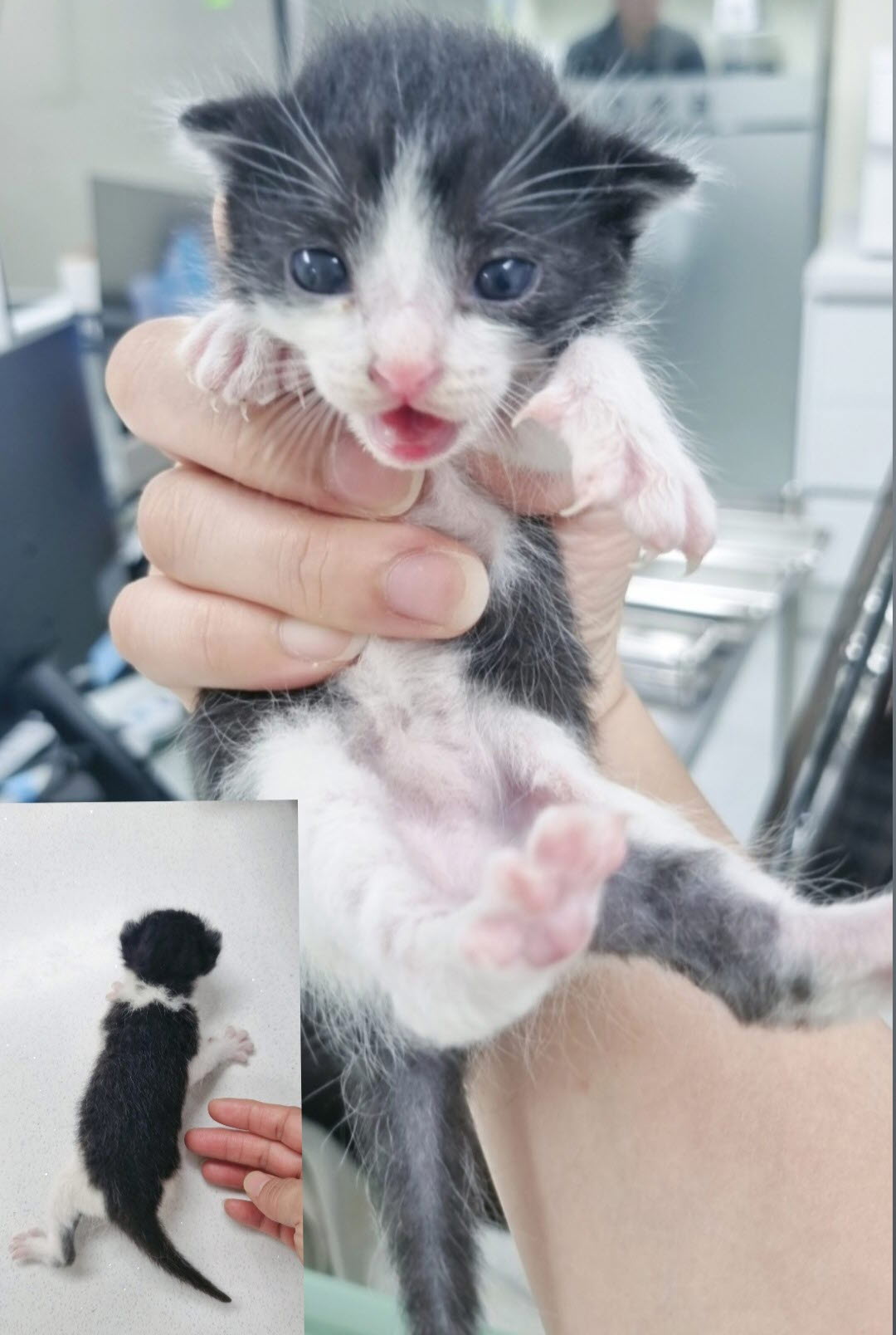 아산동물복지지원센터_444452202301822